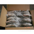 IQF IVP Oreochromis niloticus Black Tilapia 600-900G